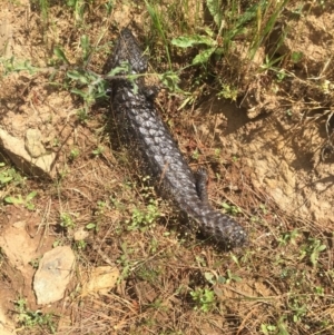 Tiliqua rugosa at Majura, ACT - 13 Nov 2016 01:56 PM