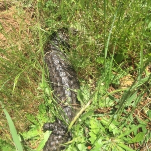 Tiliqua rugosa at Majura, ACT - 13 Nov 2016 01:56 PM