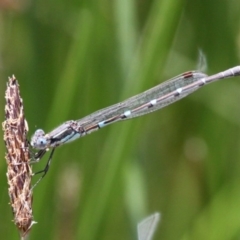 Austrolestes leda (Wandering Ringtail) at Ngunnawal, ACT - 13 Nov 2016 by HarveyPerkins