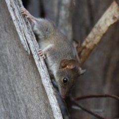 Antechinus agilis (Agile Antechinus) at Lower Cotter Catchment - 25 Jan 2016 by HarveyPerkins