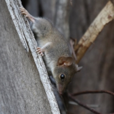 Antechinus agilis (Agile Antechinus) at Cotter River, ACT - 25 Jan 2016 by HarveyPerkins