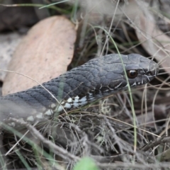 Austrelaps ramsayi (Highlands Copperhead) at Namadgi National Park - 17 Jan 2016 by HarveyPerkins