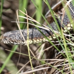 Austrelaps ramsayi (Highlands Copperhead) at Rendezvous Creek, ACT - 5 Nov 2016 by HarveyPerkins