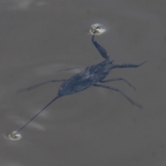 Laccotrephes tristis (Water Scorpion or Toe-biter) at Duffy, ACT - 14 Mar 2016 by HarveyPerkins