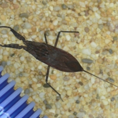 Laccotrephes tristis (Water Scorpion or Toe-biter) at Kambah, ACT - 28 Dec 2009 by HarveyPerkins