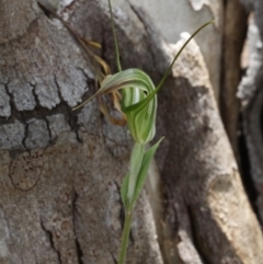 Diplodium decurvum (Summer greenhood) at Cotter River, ACT - 17 Jan 2016 by HarveyPerkins