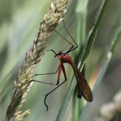 Harpobittacus australis (Hangingfly) at Rendezvous Creek, ACT - 26 Dec 2014 by HarveyPerkins