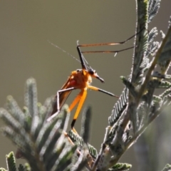 Harpobittacus australis (Hangingfly) at Mount Clear, ACT - 30 Dec 2015 by HarveyPerkins