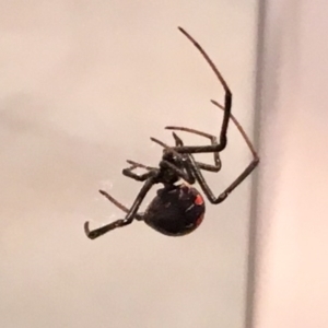 Latrodectus hasselti at Flynn, ACT - 13 Nov 2016 06:16 PM