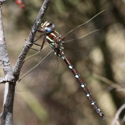 Austroaeschna pulchra (Forest Darner) at Cotter River, ACT - 17 Jan 2016 by HarveyPerkins