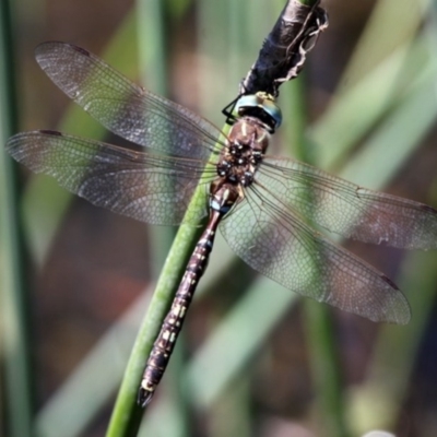 Adversaeschna brevistyla (Blue-spotted Hawker) at Booth, ACT - 8 Mar 2016 by HarveyPerkins