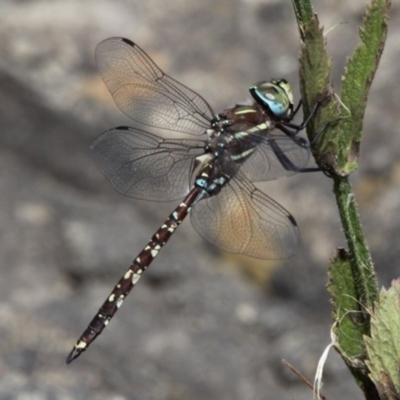 Adversaeschna brevistyla (Blue-spotted Hawker) at Greenway, ACT - 6 Feb 2016 by HarveyPerkins