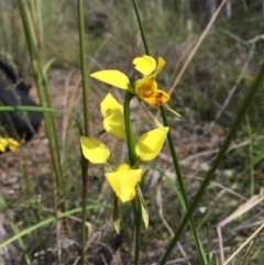 Diuris sulphurea (Tiger Orchid) at Point 76 - 13 Nov 2016 by ibaird