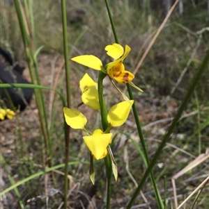 Diuris sulphurea at Point 76 - suppressed