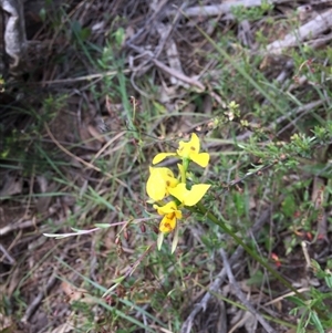 Diuris sulphurea at Point 76 - suppressed