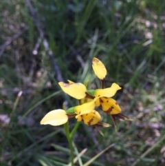 Diuris sulphurea (Tiger Orchid) at Point 83 - 13 Nov 2016 by ibaird