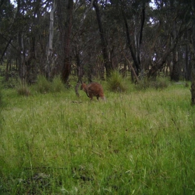 Notamacropus rufogriseus (Red-necked Wallaby) at Gungahlin, ACT - 12 Nov 2016 by MulligansFlat1