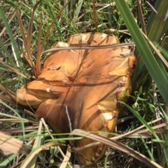 zz bolete at O'Connor, ACT - 13 Nov 2016 by ibaird