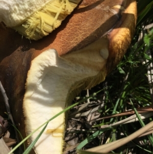 zz bolete at O'Connor, ACT - 13 Nov 2016 02:45 PM