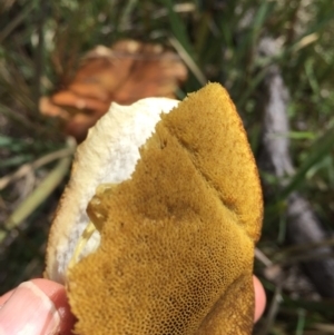 zz bolete at O'Connor, ACT - 13 Nov 2016 02:45 PM