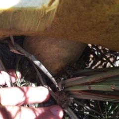 zz bolete at O'Connor, ACT - 13 Nov 2016 02:45 PM