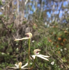 Caladenia cucullata (Lemon Caps) at Point 93 - 13 Nov 2016 by ibaird