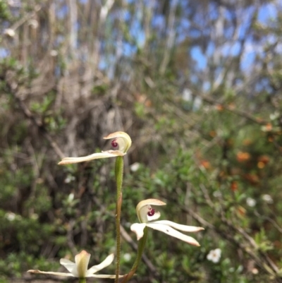 Caladenia cucullata (Lemon Caps) at Point 93 - 13 Nov 2016 by ibaird