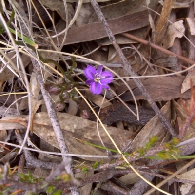 Thysanotus patersonii (Twining Fringe Lily) at Wanniassa Hill - 8 Nov 2016 by Mike