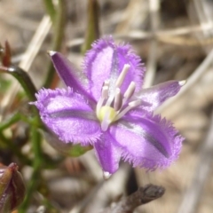 Thysanotus patersonii at Jerrabomberra, ACT - 9 Nov 2016