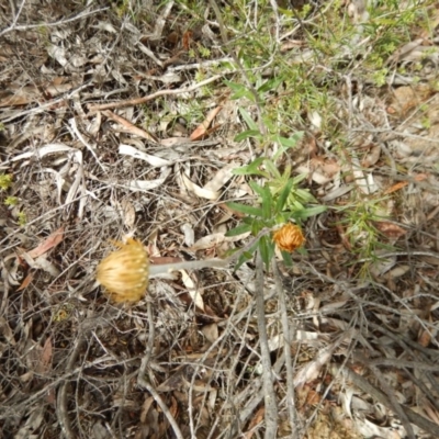 Coronidium oxylepis subsp. lanatum (Woolly Pointed Everlasting) at Aranda, ACT - 12 Nov 2016 by MichaelMulvaney