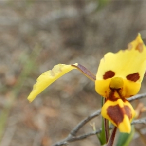 Diuris sulphurea at Point 63 - suppressed