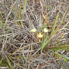 Diuris sulphurea at Point 63 - suppressed