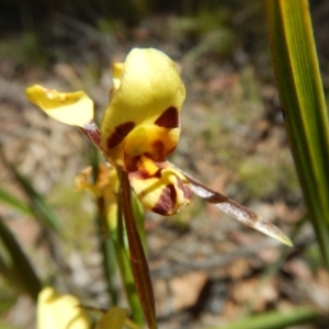 Diuris sulphurea at Belconnen, ACT - suppressed