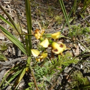 Diuris sulphurea at Belconnen, ACT - suppressed