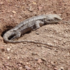 Amphibolurus muricatus (Jacky Lizard) at Gungahlin, ACT - 13 Nov 2016 by Fefifofum