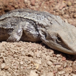 Amphibolurus muricatus at Gungahlin, ACT - 13 Nov 2016 01:06 PM