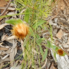 Coronidium oxylepis subsp. lanatum (Woolly Pointed Everlasting) at Belconnen, ACT - 13 Nov 2016 by MichaelMulvaney