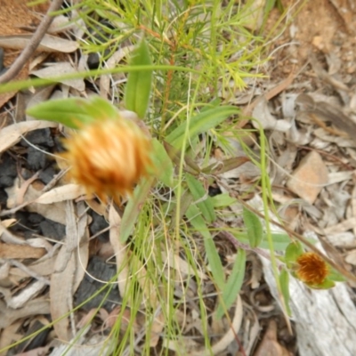 Coronidium oxylepis subsp. lanatum (Woolly Pointed Everlasting) at Belconnen, ACT - 13 Nov 2016 by MichaelMulvaney