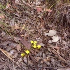 Diuris sulphurea (Tiger Orchid) at Wanniassa Hill - 9 Nov 2016 by Mike