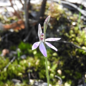 Caladenia carnea at Burrinjuck, NSW - 28 Sep 2016