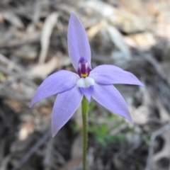 Glossodia major (Wax Lip Orchid) at Burrinjuck, NSW - 28 Sep 2016 by RyuCallaway