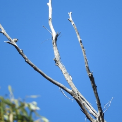 Daphoenositta chrysoptera (Varied Sittella) at Burrinjuck Nature Reserve - 28 Sep 2016 by ArcherCallaway