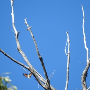 Daphoenositta chrysoptera at Burrinjuck, NSW - 28 Sep 2016