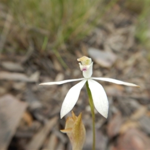 Caladenia moschata at Point 5515 - 13 Nov 2016