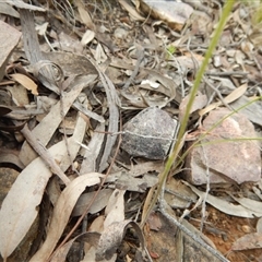 Caladenia moschata at Undefined Area - suppressed