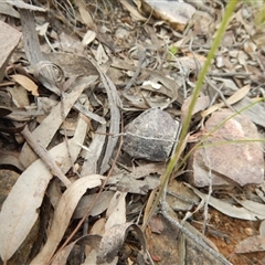 Caladenia moschata at Point 5515 - 13 Nov 2016