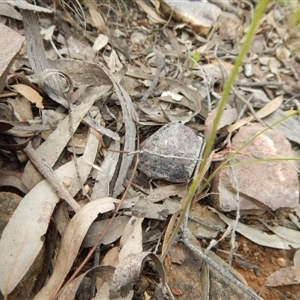 Caladenia moschata at Undefined Area - suppressed
