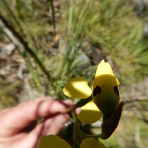 Diuris sulphurea at Undefined Area - suppressed