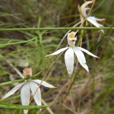 Caladenia moschata (Musky Caps) at Point 5595 - 13 Nov 2016 by MichaelMulvaney