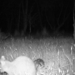 Trichosurus vulpecula (Common Brushtail Possum) at Gungahlin, ACT - 12 Nov 2016 by MulligansFlat1